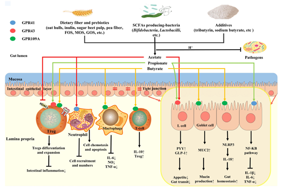 SCFAs在家禽肠道健康中的作用和功能